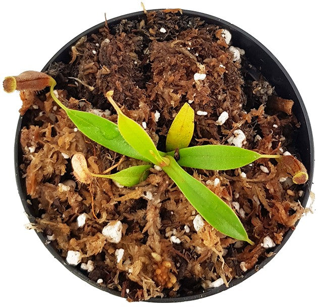 Nepenthes lingulata BE-3463
