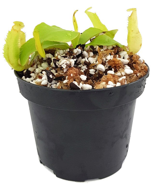 Nepenthes longifolia BE-3704