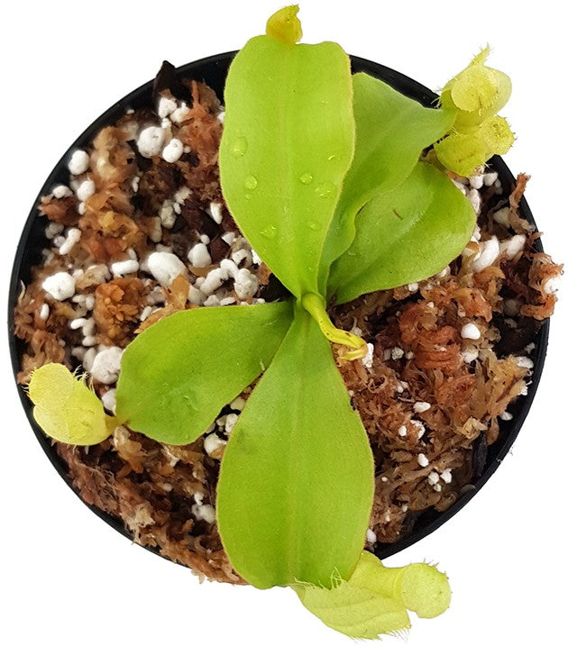 Nepenthes longifolia BE-3704