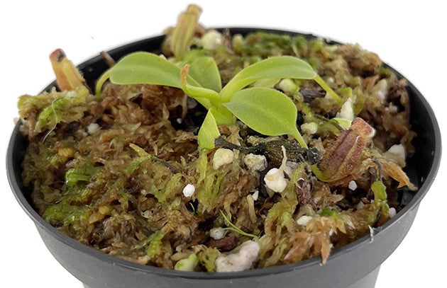 Nepenthes lowii BE-3100