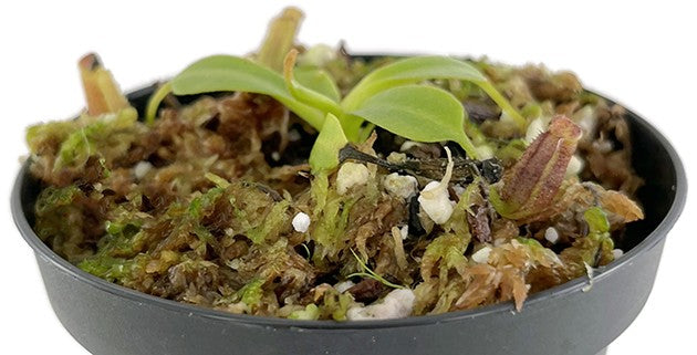 Nepenthes lowii BE-3100