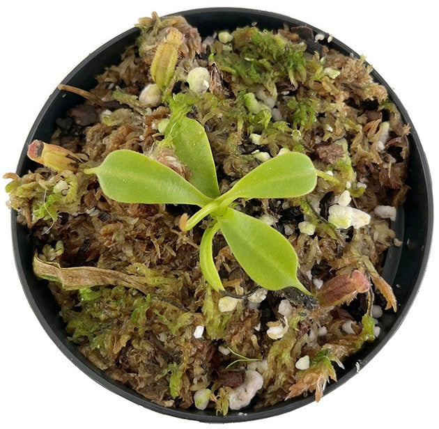 Nepenthes lowii BE-3100