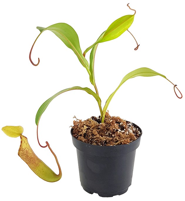 Nepenthes lowii x tentaculata BE-3970