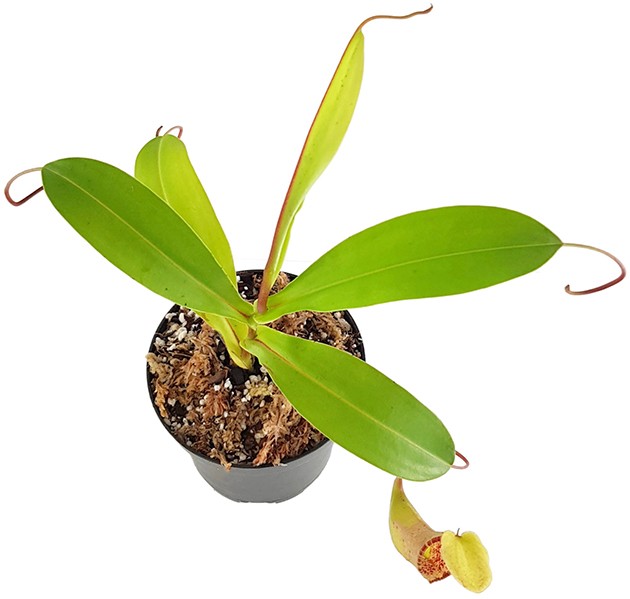 Nepenthes lowii x tentaculata BE-3970