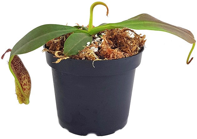 Nepenthes maxima BE-3067