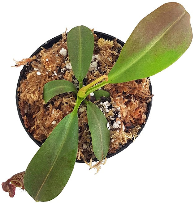 Nepenthes maxima BE-3067
