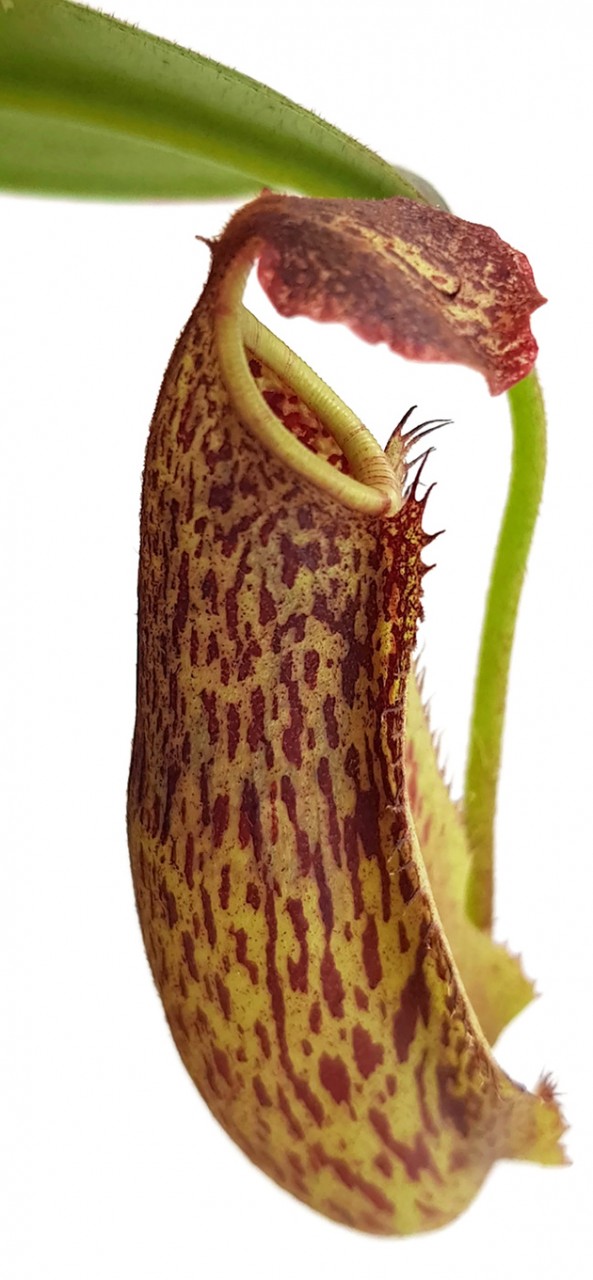 Nepenthes maxima BE-3067
