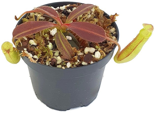 Nepenthes maxima Wavy Leaf Green Pitchers BE-3907