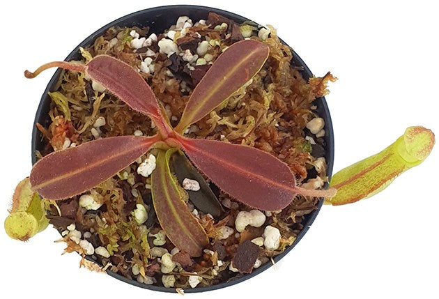 Nepenthes maxima Wavy Leaf Green Pitchers BE-3907