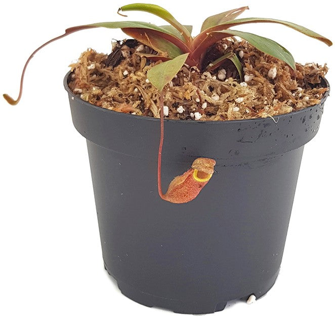 Nepenthes palawanensis BE-4013