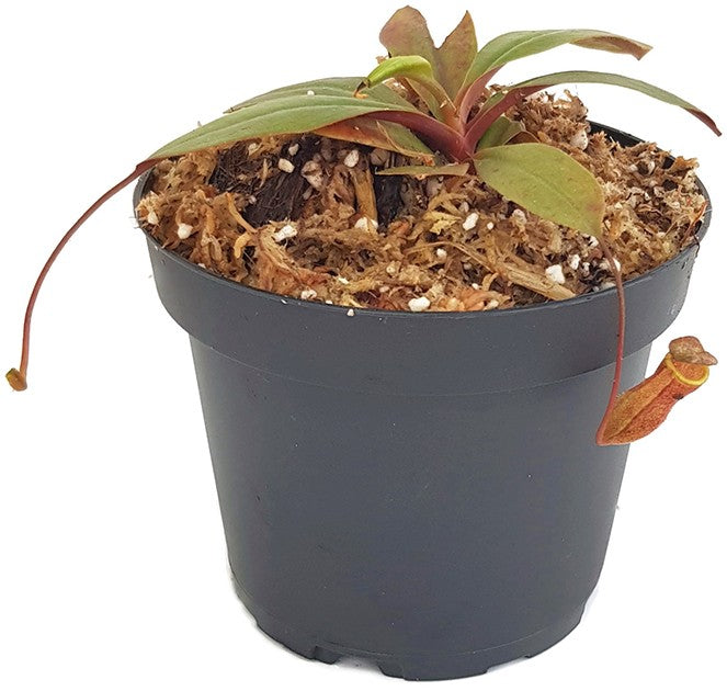 Nepenthes palawanensis BE-4013