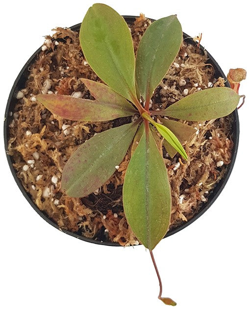 Nepenthes palawanensis BE-4013