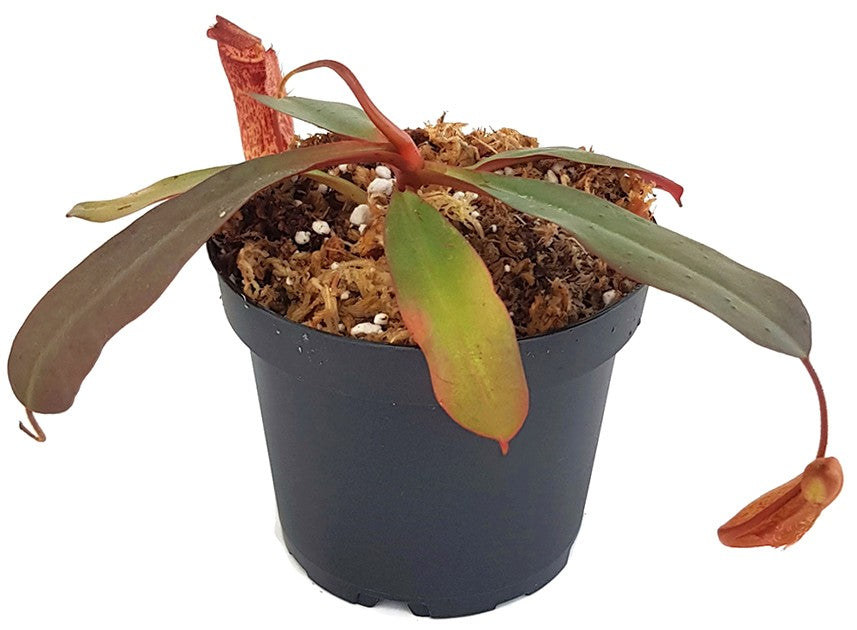 Nepenthes peltata x sp.