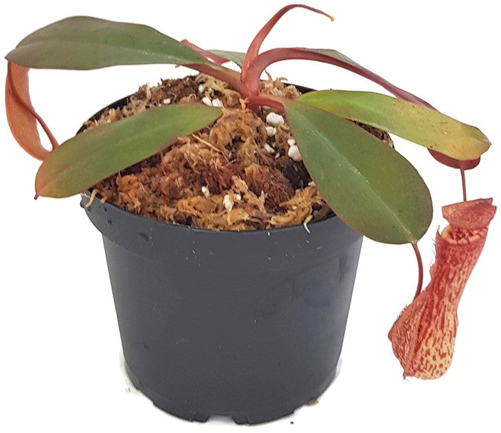 Nepenthes peltata x sp.