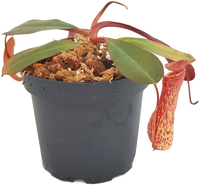 Nepenthes peltata x sp.