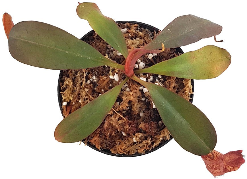 Nepenthes peltata x sp.