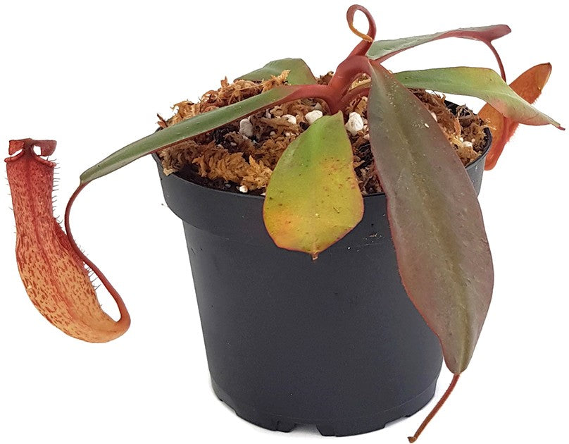 Nepenthes peltata x sp.