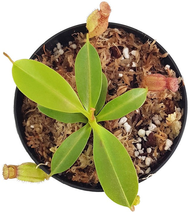 Nepenthes petiolata x (lowii x tentaculata) BE-4078