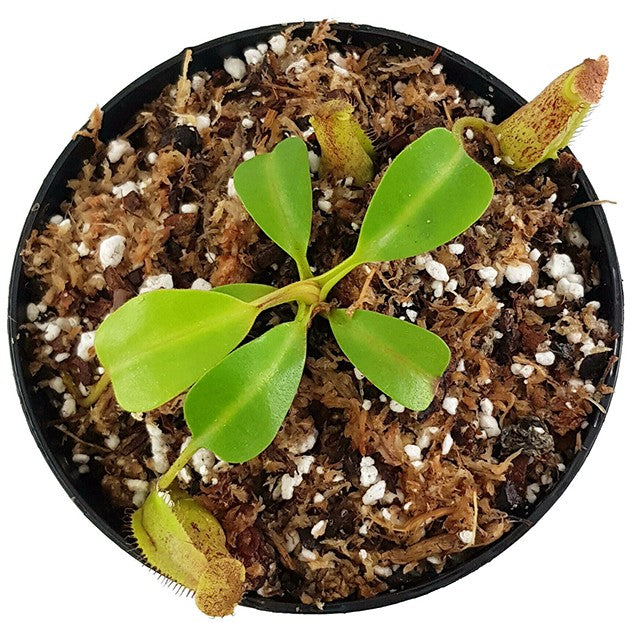 Nepenthes robcantleyi x fusca BE-3893