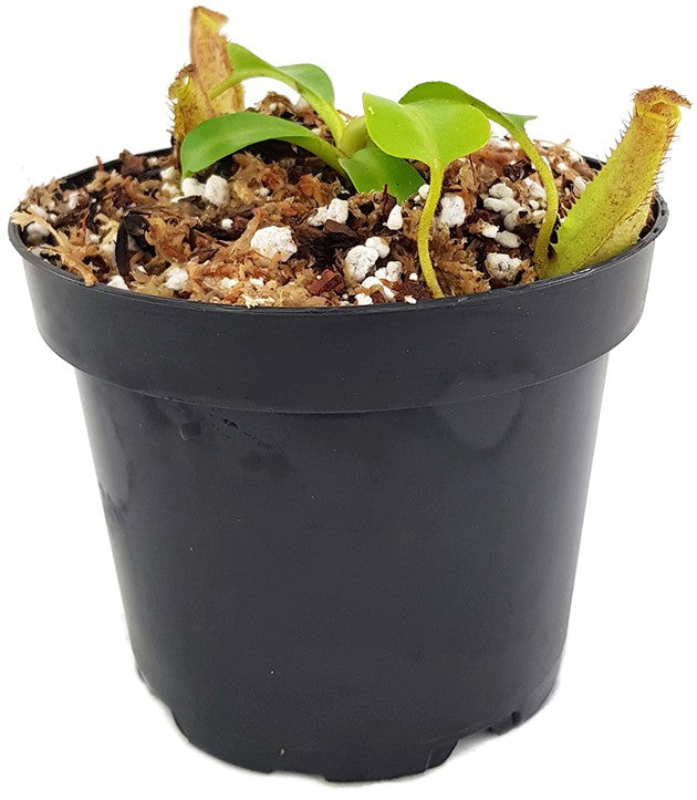 Nepenthes robcantleyi x fusca BE-3893