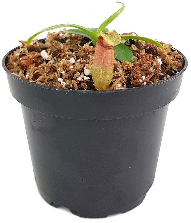 Nepenthes sibuyanensis BE-4029