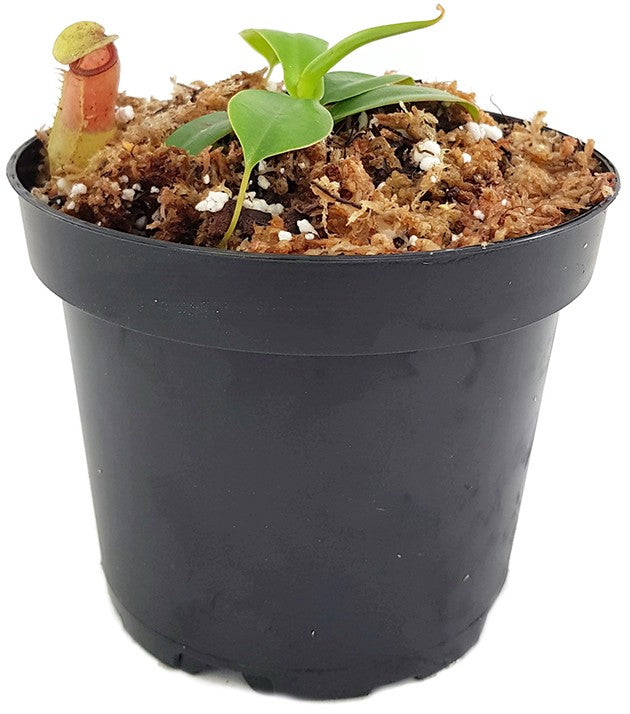 Nepenthes sibuyanensis BE-4029