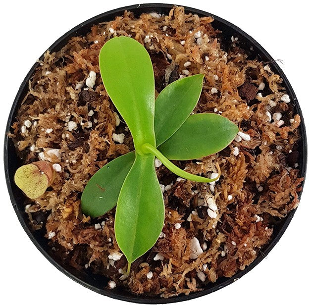 Nepenthes sibuyanensis BE-4029