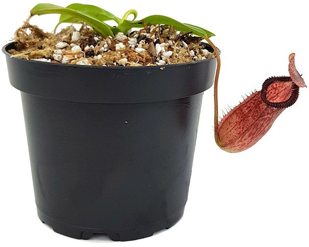Nepenthes sibuyanensis x hamata BE-3562