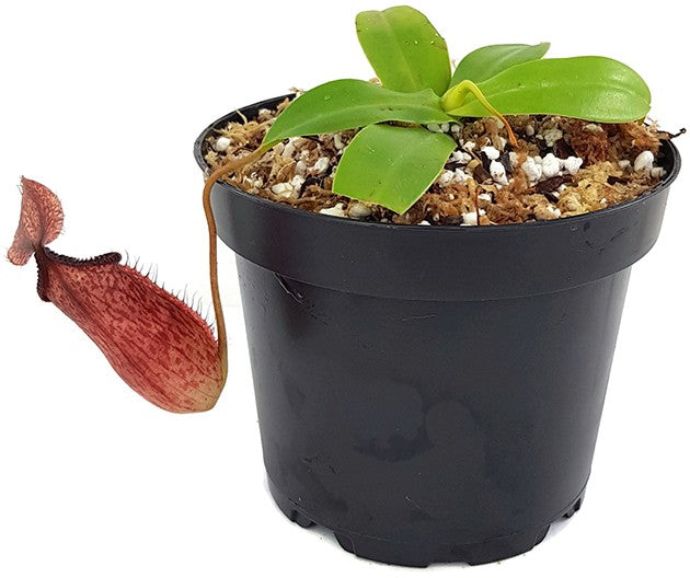Nepenthes sibuyanensis x hamata BE-3562