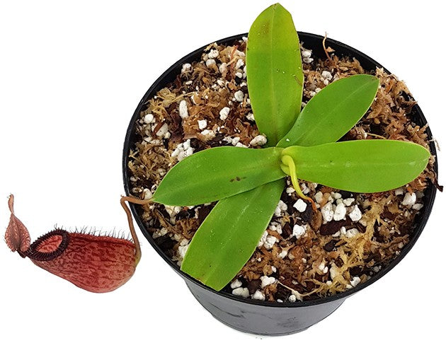 Nepenthes sibuyanensis x hamata BE-3562