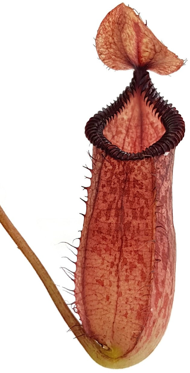 Nepenthes sibuyanensis x hamata BE-3562
