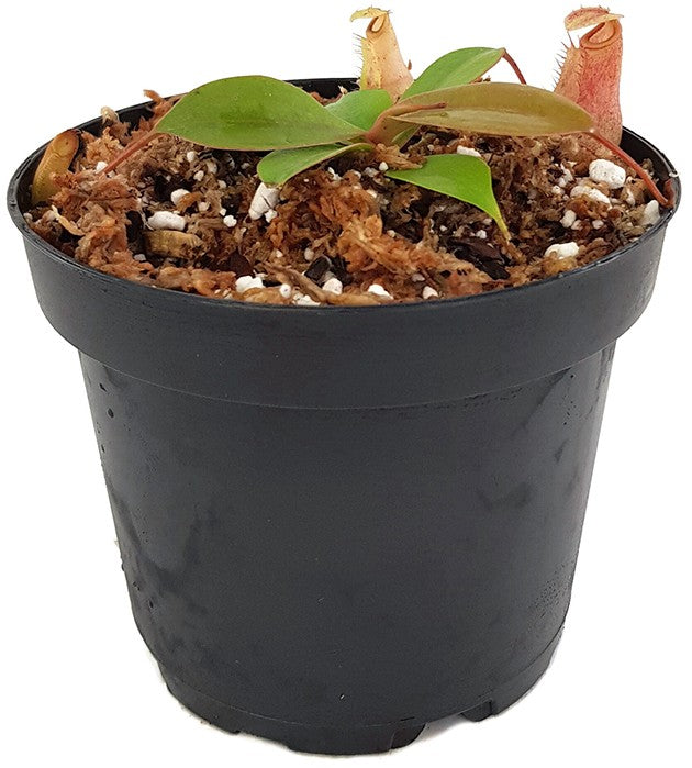 Nepenthes sibuyanensis x merrilliana BE-4026