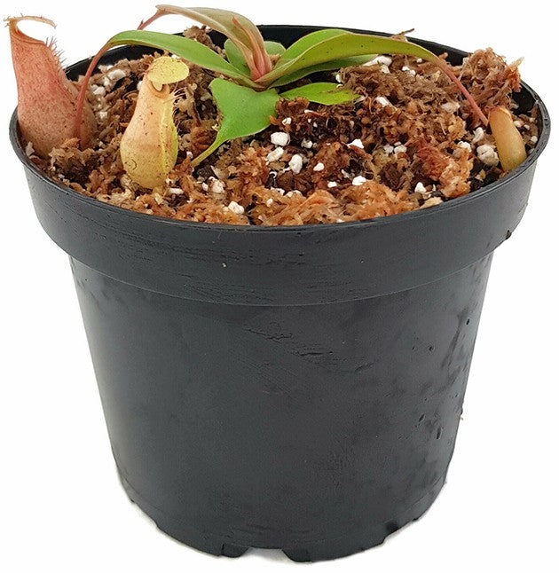 Nepenthes sibuyanensis x merrilliana BE-4026