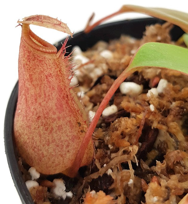 Nepenthes sibuyanensis x merrilliana BE-4026