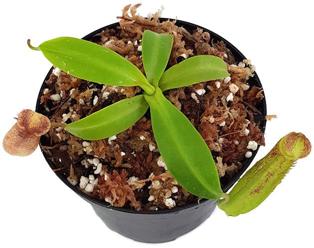 Nepenthes sp.