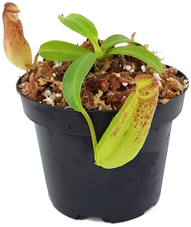 Nepenthes sp.