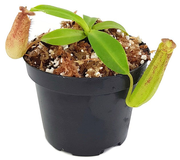 Nepenthes sp.
