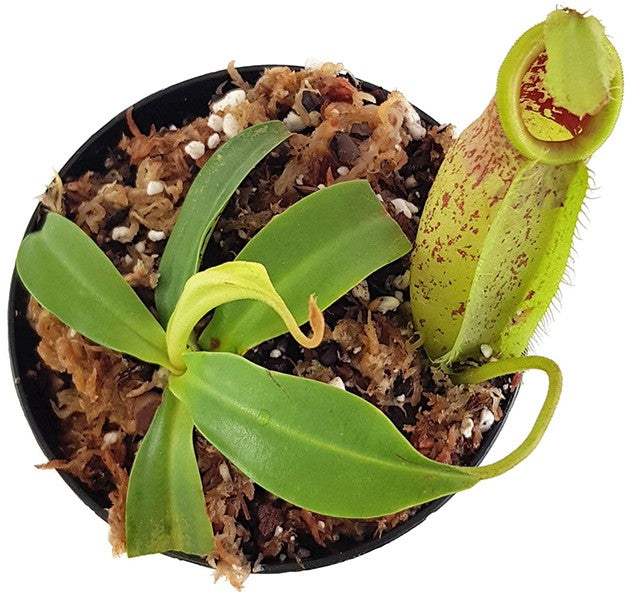 Nepenthes spathulata x ampullaria BE-3881