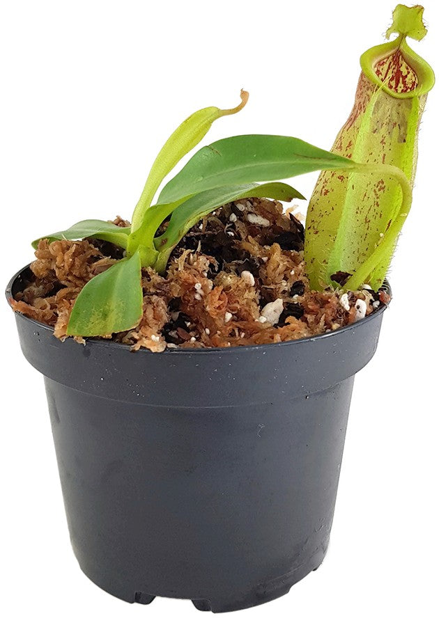 Nepenthes spathulata x ampullaria BE-3881