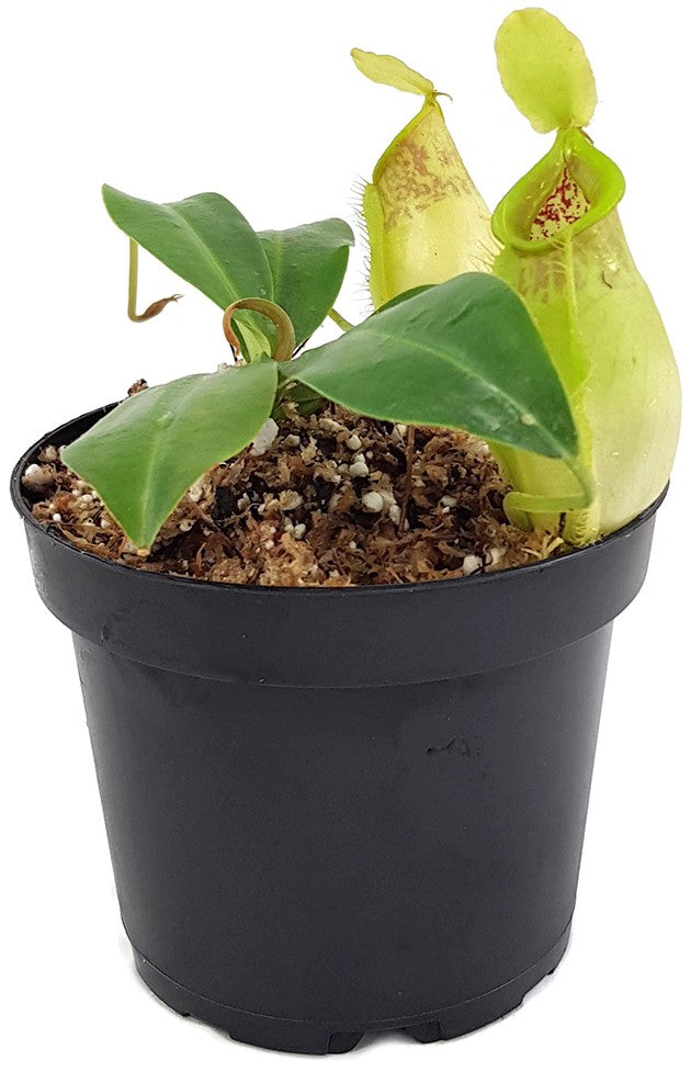 Nepenthes spathulata x ampullaria BE-4050