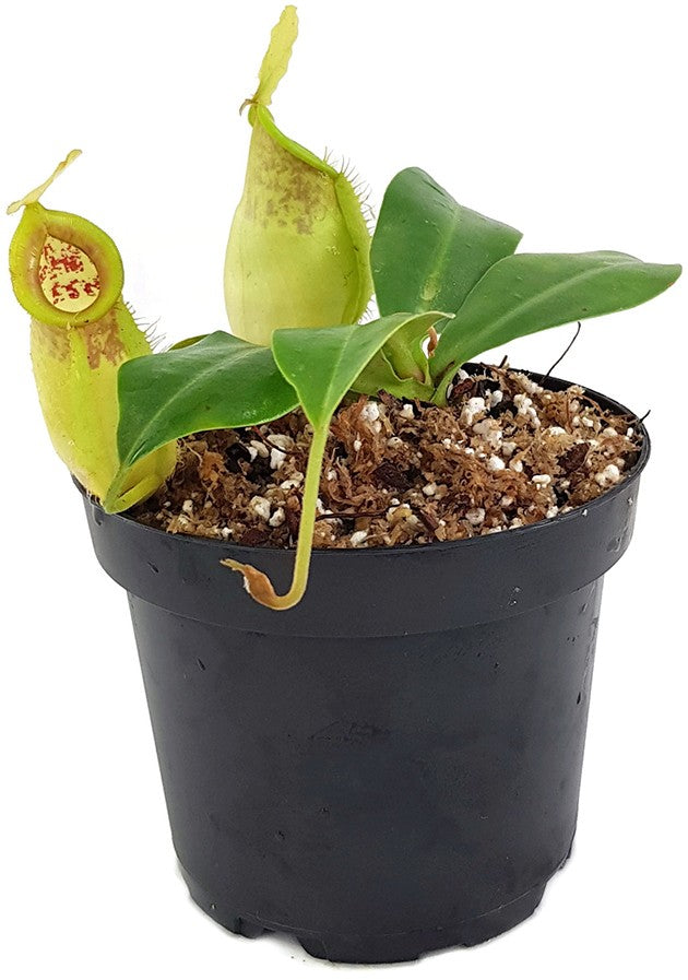 Nepenthes spathulata x ampullaria BE-4050