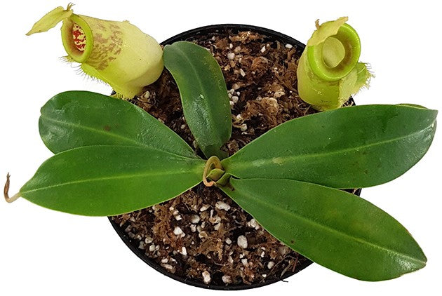 Nepenthes spathulata x ampullaria BE-4050