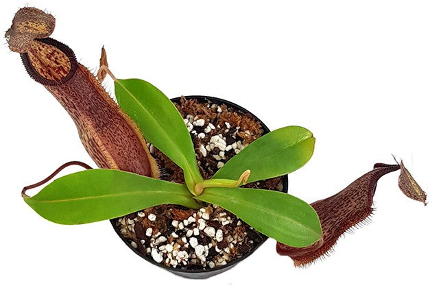 Nepenthes spathulata x hamata BE-3712