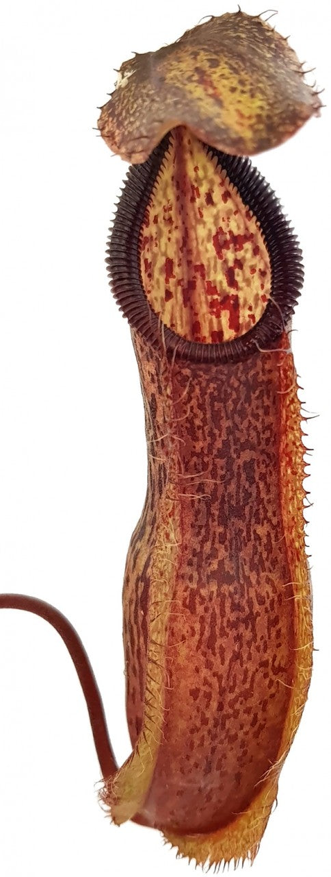 Nepenthes spathulata x hamata BE-3712