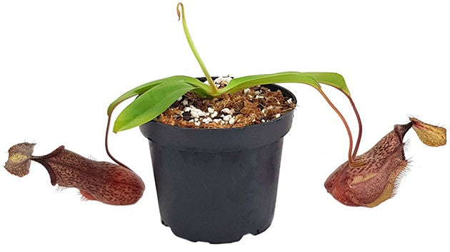 Nepenthes spathulata x hamata BE-3712
