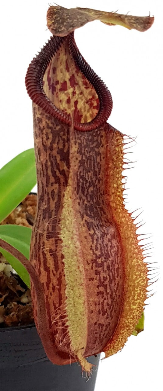 Nepenthes spathulata x hamata BE-3712