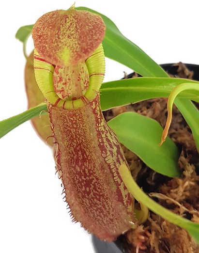 Nepenthes spathulata x spectabilis BE-3314