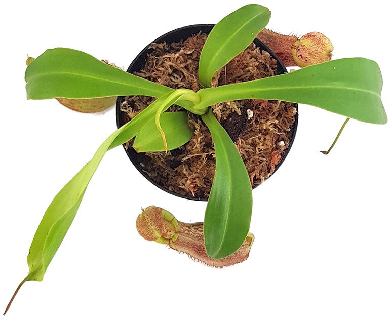 Nepenthes spathulata x spectabilis BE-3314