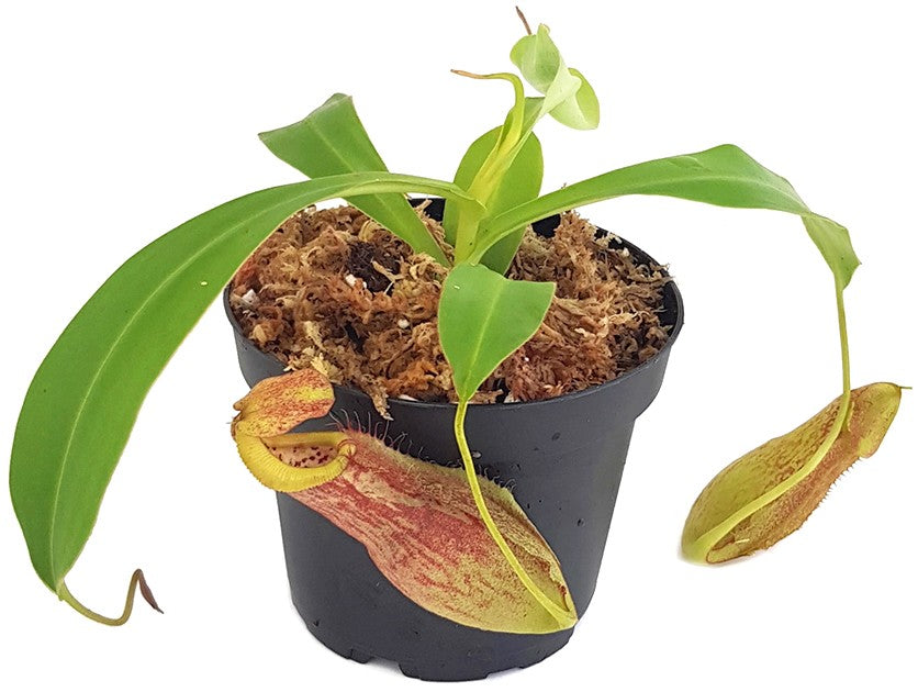 Nepenthes spathulata x spectabilis BE-3314