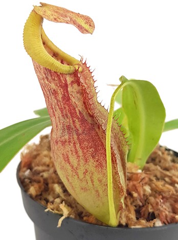 Nepenthes spathulata x spectabilis BE-3314